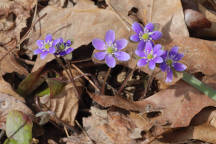 Warren County Natural Areas