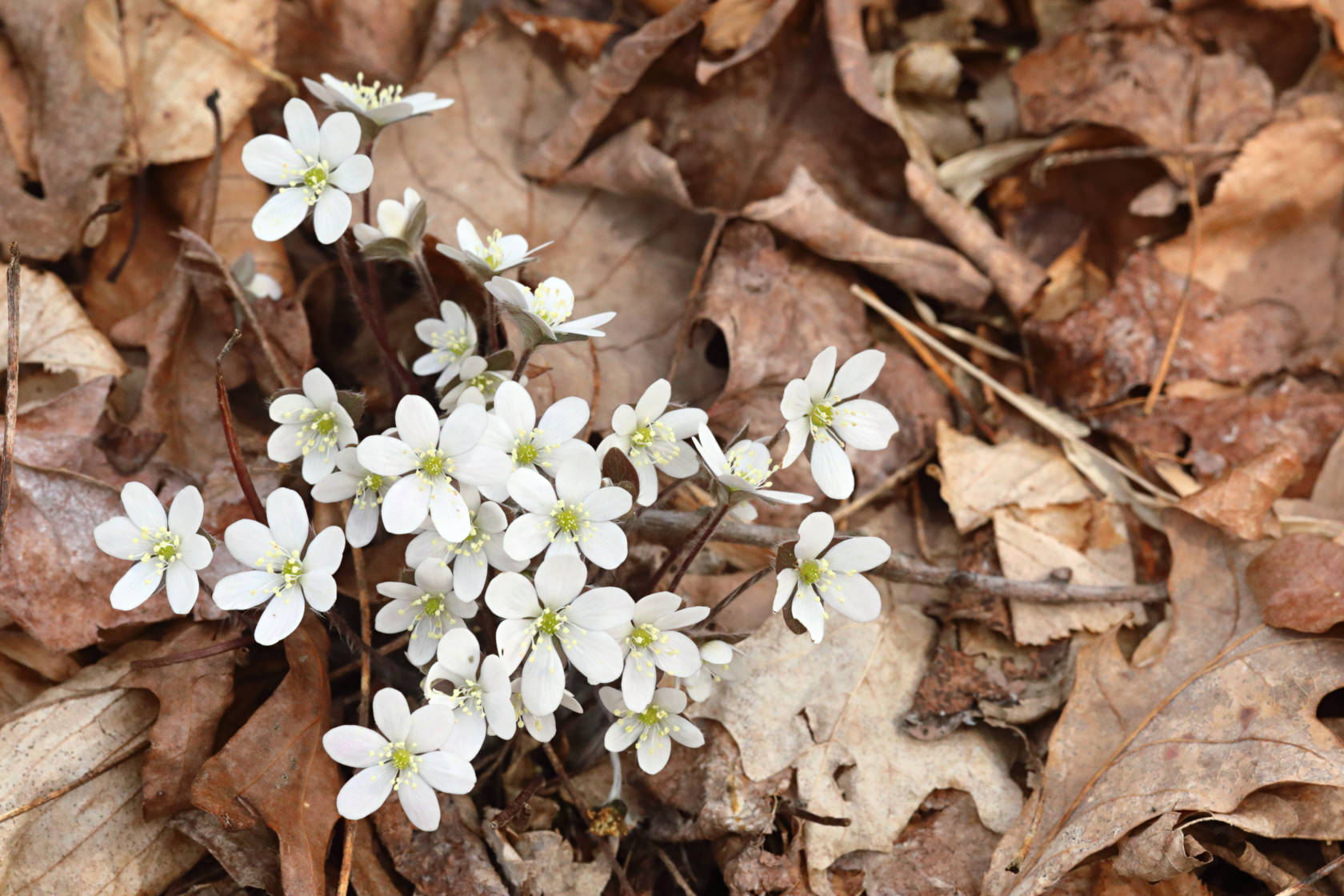 Round-Lobed Hepatica