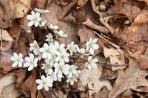 Hepatica nobilis