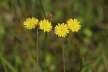 Hieracium caespitosum