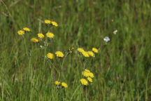 Hieracium caespitosum