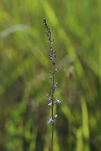 Lobelia spicata