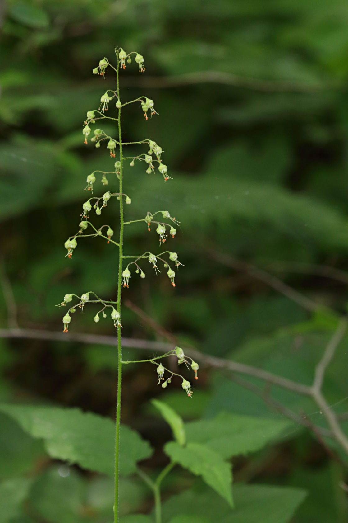 American Alumroot