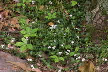 Mitchella repens