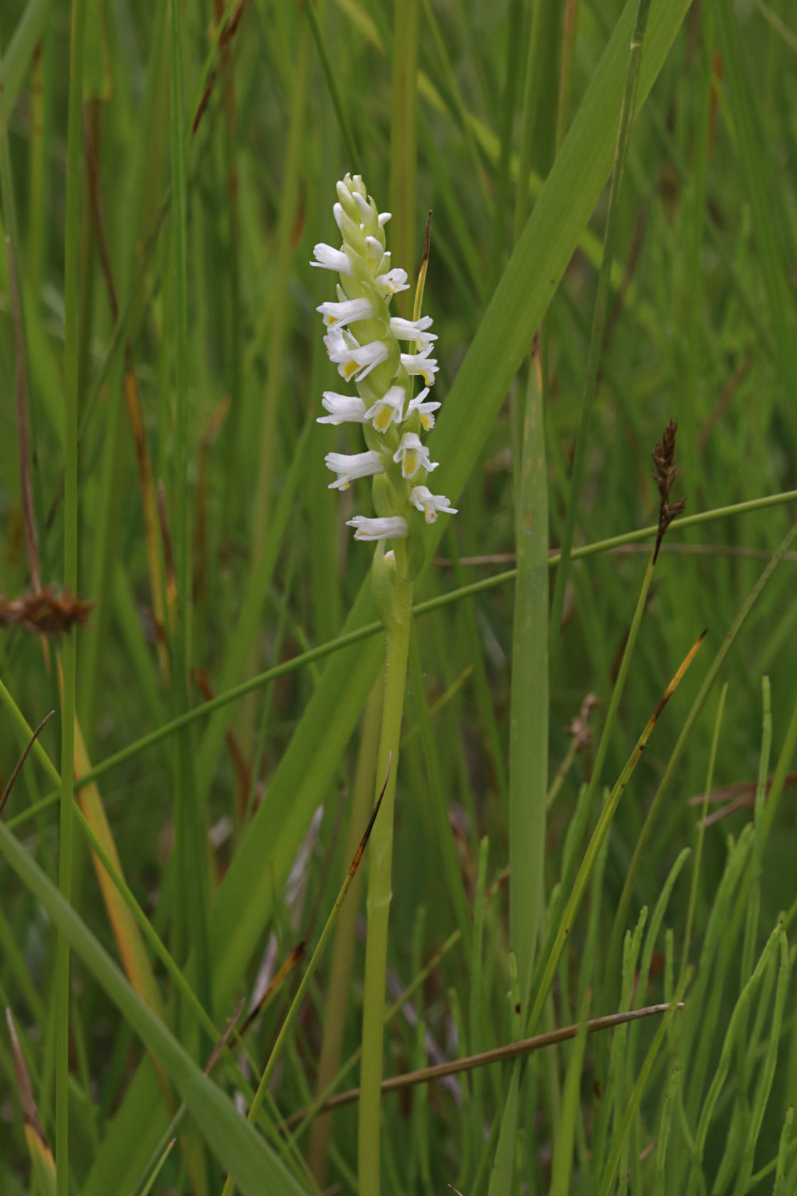 Shining Ladies' Tresses