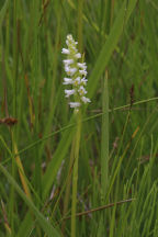 Spiranthes lucida