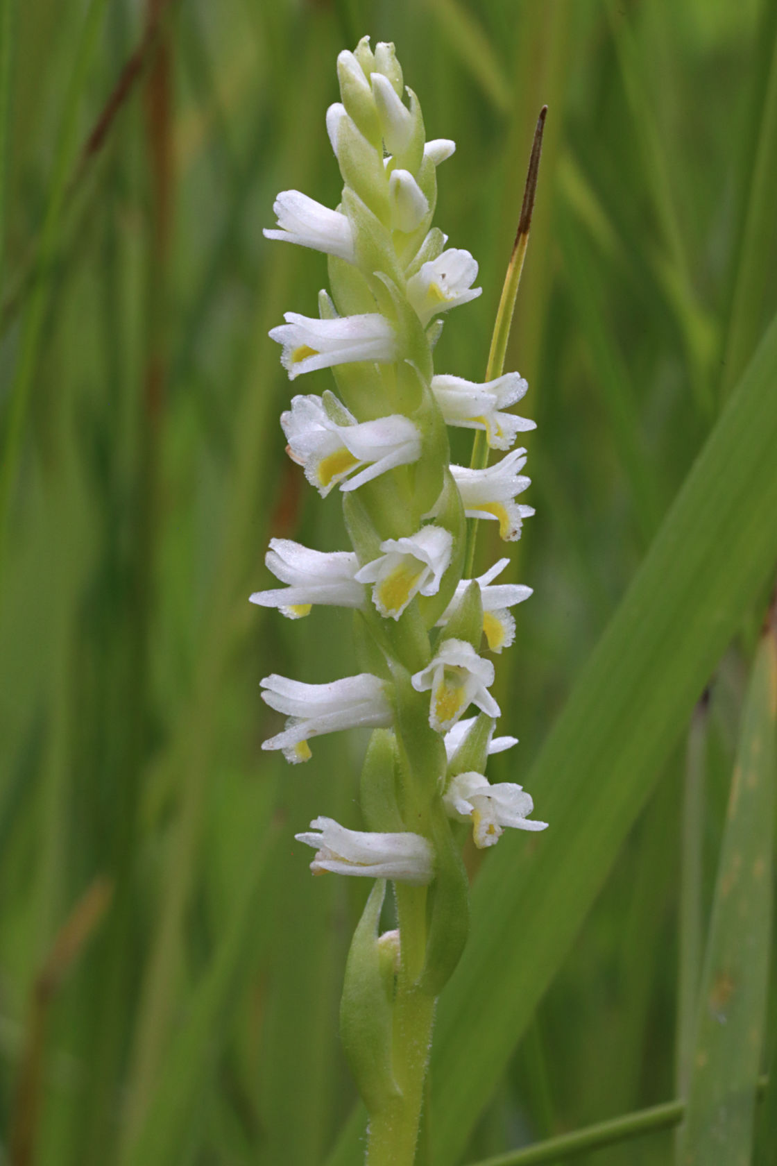 Shining Ladies' Tresses