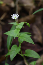 Stellaria aquatica