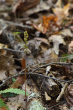 Corallorhiza odontorhiza var. odontorhiza