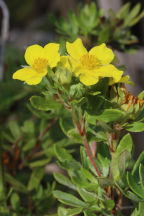 Potentilla fruticosa