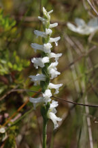 Spiranthes cernua