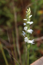 Spiranthes arcisepala