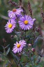 Symphyotrichum novae-angeliae
