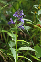 Lobelia siphilitica