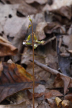Corallorhiza odontorhiza var. pringlei
