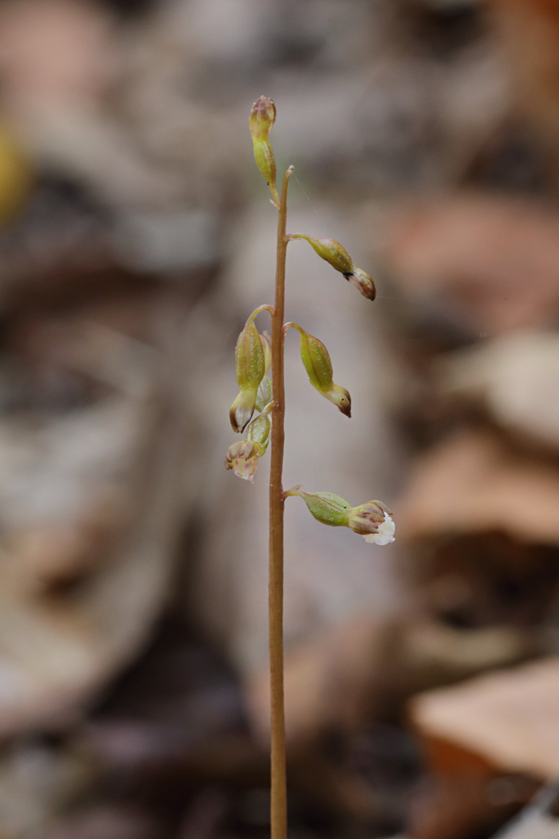 Pringle's Autumn Coralroot