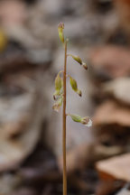 Corallorhiza odontorhiza var. pringlei