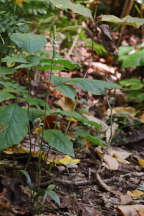 Spiranthes ovalis var. erostellata