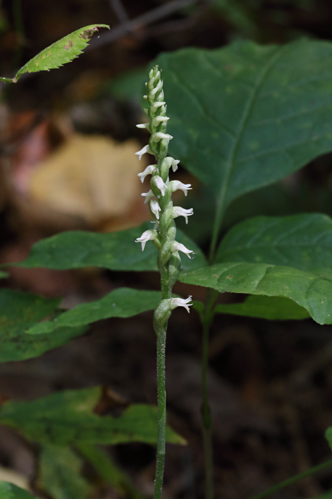 Northern Oval Ladies' Tresses
