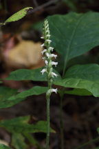 Spiranthes ovalis var. erostellata
