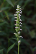 Spiranthes ovalis var. erostellata