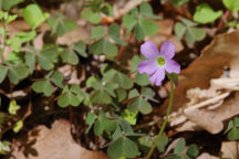 Oxalis violacea