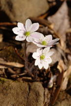 Hepatica nobilis