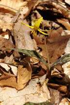 Erythronium americanum