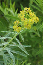 Euphorbia cyparissias