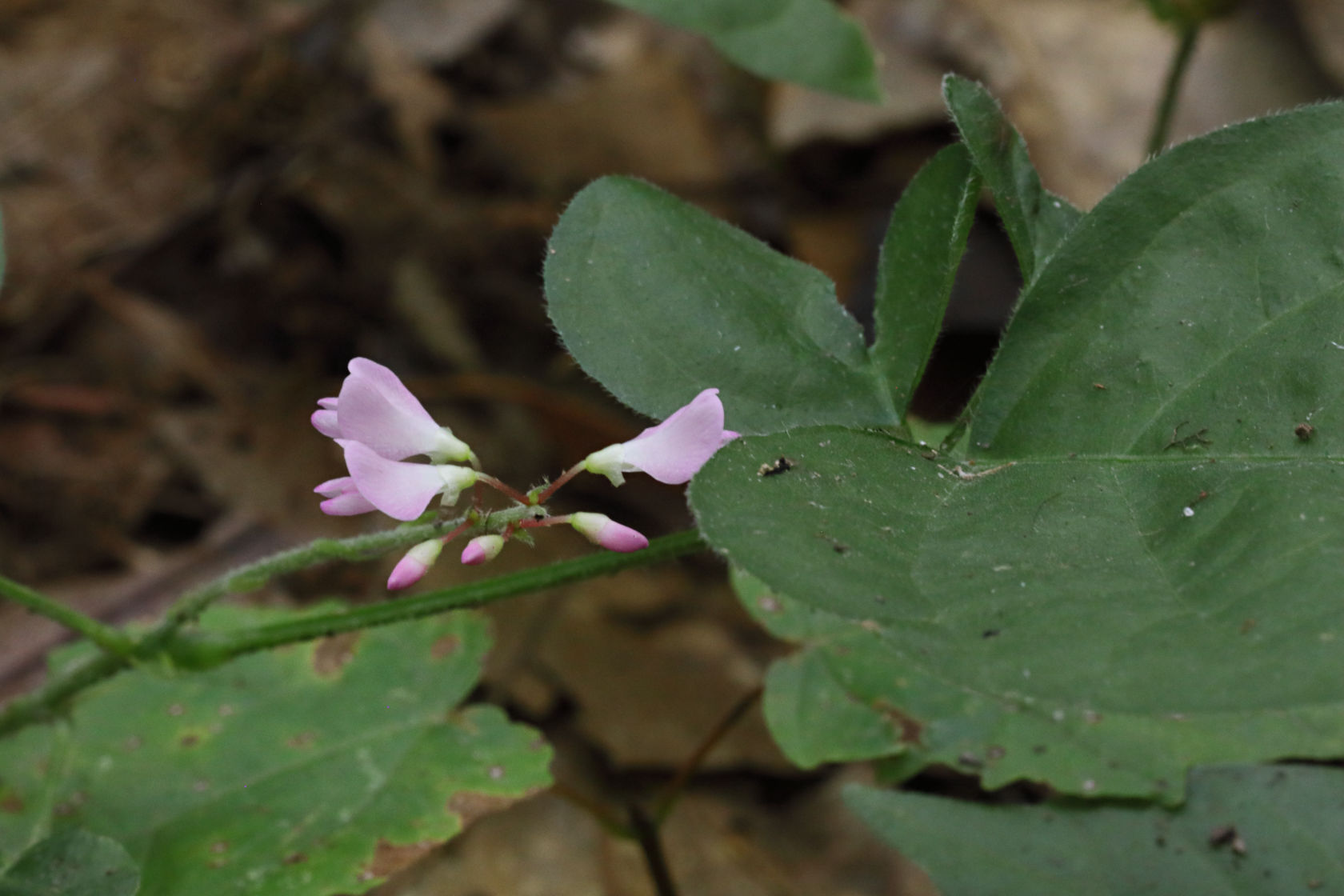 Round-Leaved Tick Trefoil