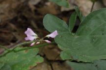 Desmodium rotundifolium