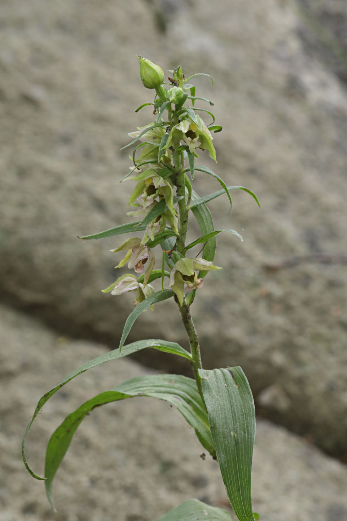 Broad-Leaved Helleborine