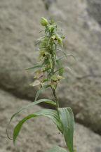 Epipactis helleborine