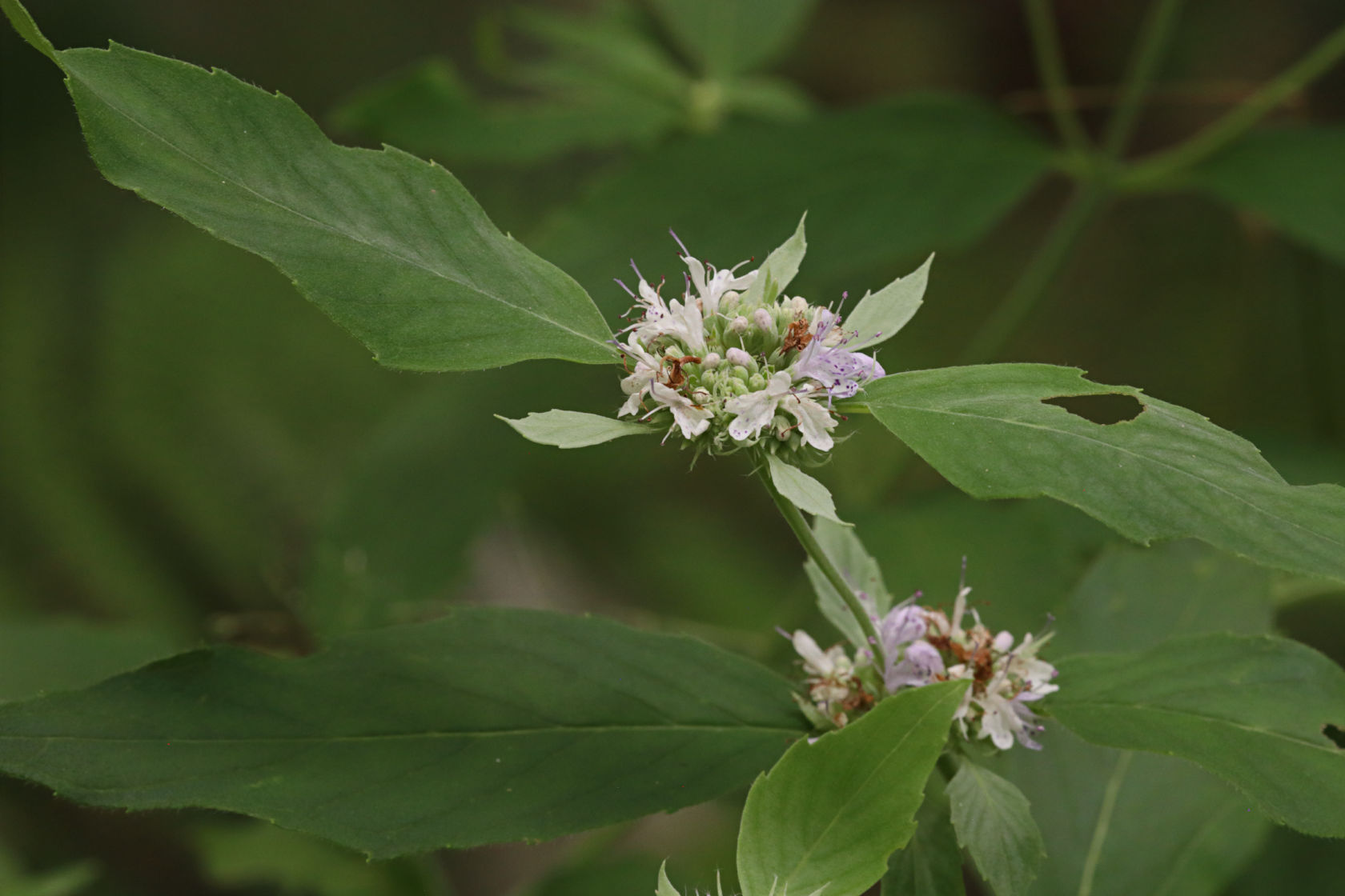 Hoary Mountain Mint