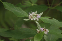 Pycnanthemum incanum