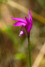 Wharton State Forest