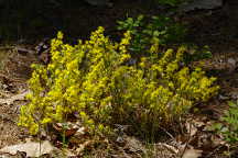 Hudsonia ericoides