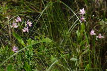 Pogonia ophioglossoides
