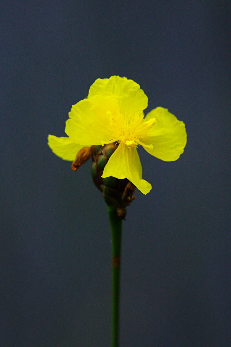 Small's Yellow-Eyed Grass