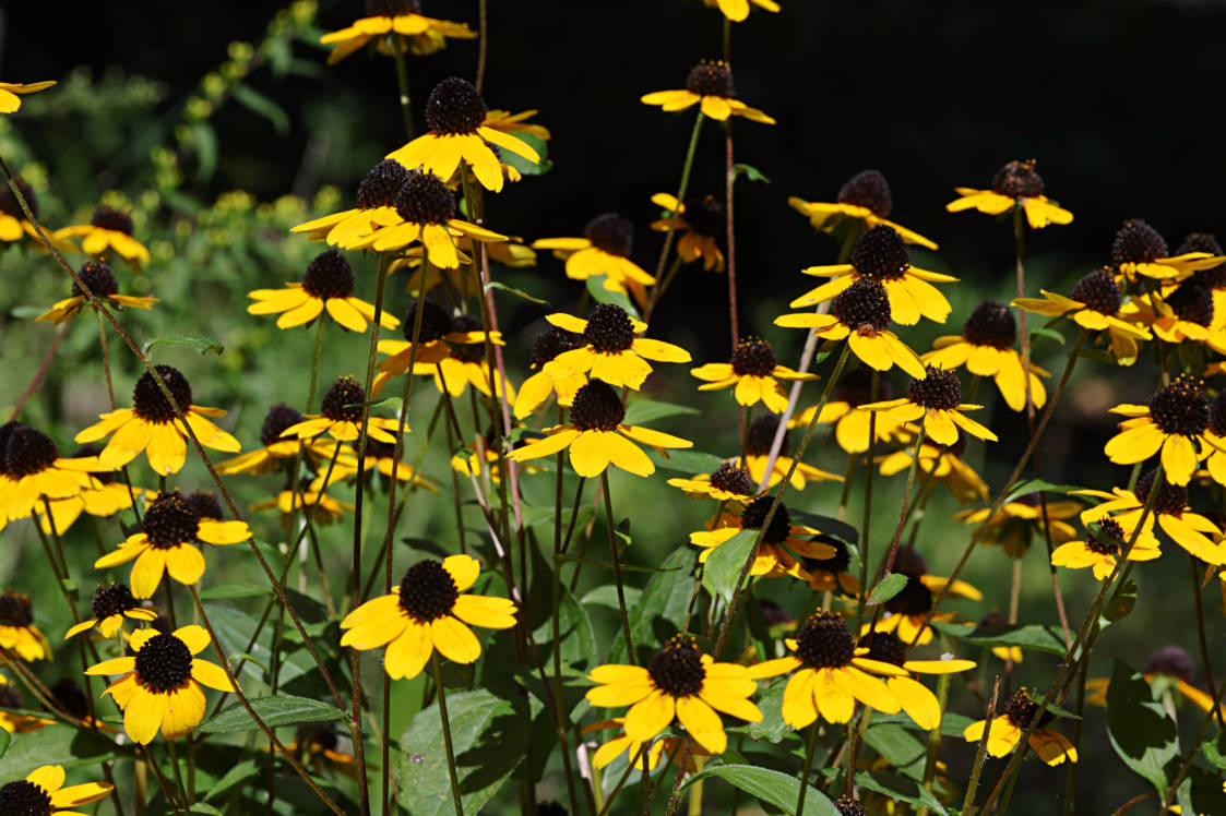 Three-Lobed Coneflower