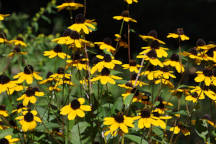 Rudbeckia triloba