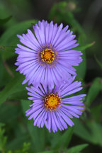 Symphyotrichum novae-angeliae