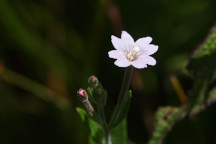 Epilobium strictum