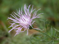 Centaurea biebersteinii