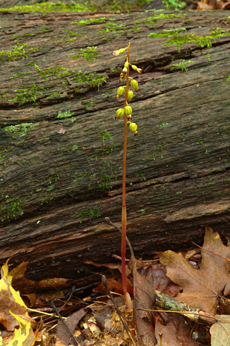 Autumn Coralroot