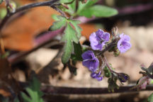Phacelia bipinnatifida