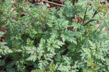 Phacelia bipinnatifida