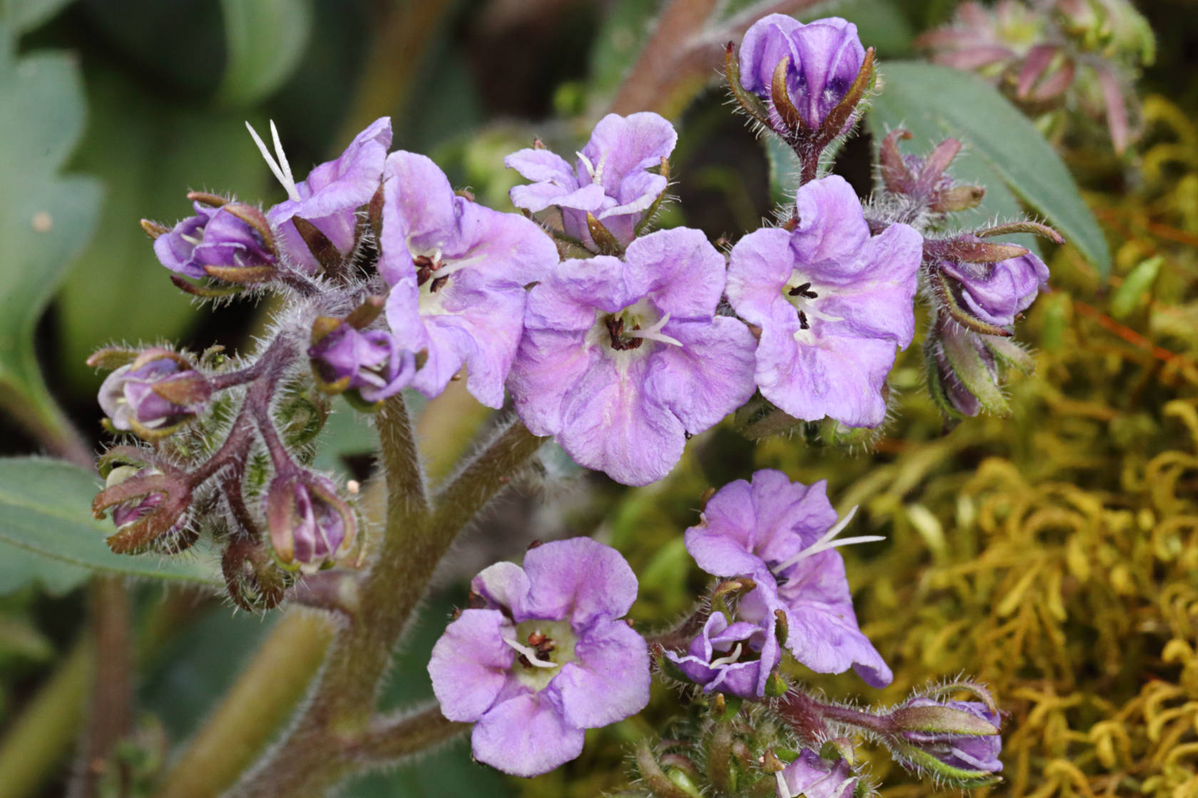 Forest Phacelia