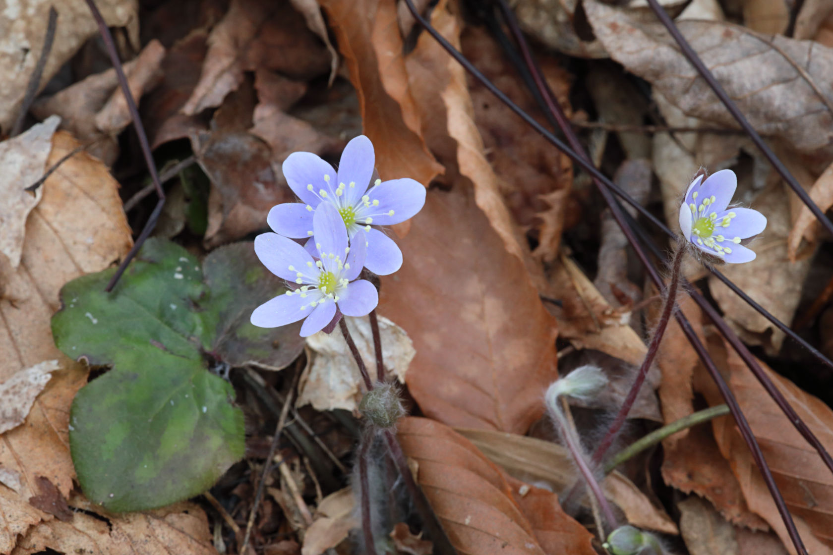 Round-Lobed Hepatica