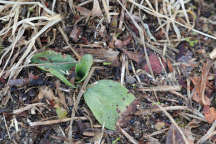 Spiranthes lacera var. gracilis